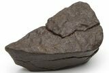 Chondrite Meteorite ( g) - Western Sahara Desert #226974-1